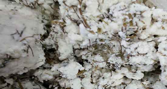 آغوز گوسفندی چیست و خاصیت اغوز گوسفندی برای بدن چیست آغوز گوسفندی چیست ؛ خاصیت اغوز گوسفندی برای بدن چیست