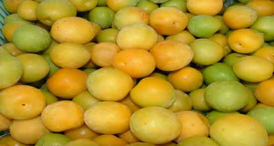 آلو زرد برای دیابتی ها به همراه خواص و مضرات خوردن آلو زرد برای افراد دیابتی آلو زرد برای دیابتی ها ؛ خواص و مضرات خوردن آلو زرد برای افراد دیابتی