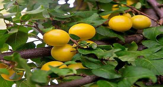 آلو زرد و دیابت و تنظیم سطح قند خون با مصرف آلو زرد آلو زرد و دیابت ؛ تنظیم سطح قند خون با مصرف آلو زرد