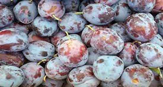 آلو سیاه و لاغری ؛ بهترین زمان خوردن آلو سیاه برای کاهش وزن آلو سیاه و لاغری ؛ بهترین زمان خوردن آلو سیاه برای کاهش وزن