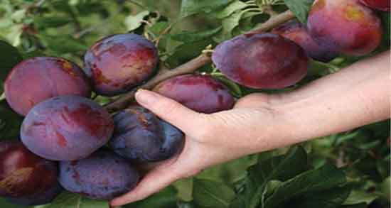 آلو سیاه گرمه یا سرد ؛ طبع آلو سیاه چگونه است آلو سیاه گرمه یا سرد ؛ طبع آلو سیاه چگونه است