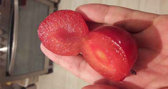 آلو قرمز و سرماخوردگی ؛ پیشگیری از ابتلا به سرماخوردگی با خوردن آلو قرمز آلو قرمز و سرماخوردگی ؛ پیشگیری از ابتلا به سرماخوردگی با خوردن آلو قرمز