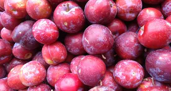 آلو قرمز چه خاصیتی دارد ؛ آشنایی با خواص مهم آلو قرمز برای سلامتی آلو قرمز چه خاصیتی دارد ؛ آشنایی با خواص مهم آلو قرمز برای سلامتی