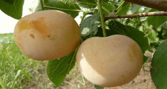 آلو قطره طلا در بارداری و حفظ سلامت جنین و زن باردار با خوردن آلو قطره طلا آلو قطره طلا در بارداری ؛ حفظ سلامت جنین و زن باردار با خوردن آلو قطره طلا