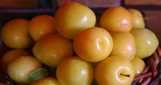 آلو قطره طلا و دیابت و پیشگیری از ابتلا به دیابت با خوردن آلو قطره طلا آلو قطره طلا و دیابت ؛ پیشگیری از ابتلا به دیابت با خوردن آلو قطره طلا