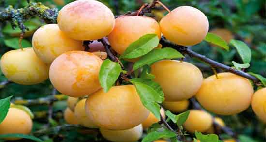 آلو قطره طلا چیست و همه چیز درباره خواص ، مضرات و کاربردهای آلو قطره طلا آلو قطره طلا چیست ؛ همه چیز درباره خواص ، مضرات و کاربردهای آلو قطره طلا