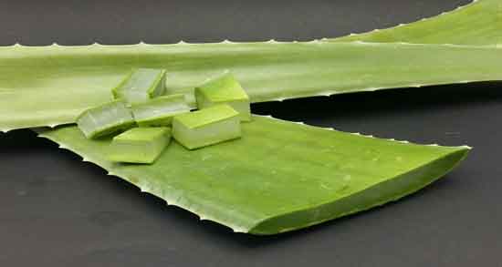 آلوورا برای جوش صورت و تاثیر استفاده از ماسک آلوورا برای درمان جوش پوست آلوورا برای جوش صورت ؛ تاثیر استفاده از ماسک آلوورا برای درمان جوش پوست