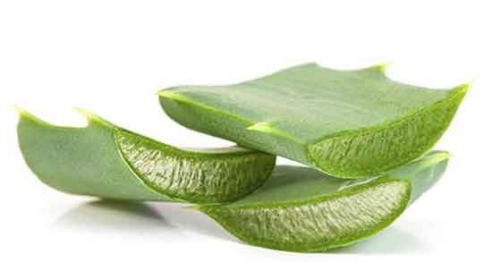 آلوورا برای مو و خاصیت درمانی استفاده از آلوورا برای ریزش مو آلوورا برای مو ؛ خاصیت درمانی استفاده از آلوورا برای ریزش مو