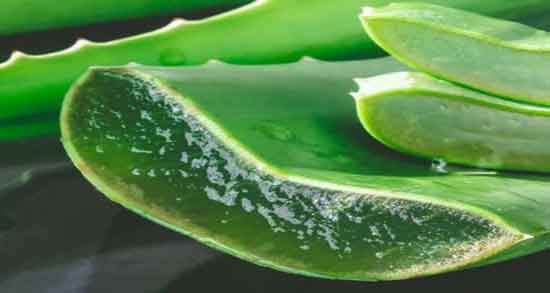 آلوورا برای چی خوبه و خواص دارویی و درمانی آلوورا برای پوست و سلامتی آلوورا برای چی خوبه ؛ خواص دارویی و درمانی آلوورا برای پوست و سلامتی