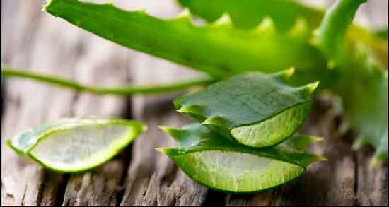 آلوورا در دوران بارداری ؛ خوردن آلوورا چه فواید و مضراتی برای زن باردار دارد آلوورا در دوران بارداری ؛ خوردن آلوورا چه فواید و مضراتی برای زن باردار دارد