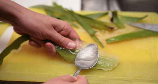 آلوورا را چگونه بخوریم و بهترین روش برای خوردن آلوورا آلوورا را چگونه بخوریم ؛ بهترین روش برای خوردن آلوورا