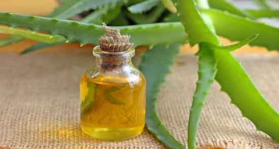 آلوورا و روغن زیتون و خاصیت درمانی ترکیب آلوورا با روغن زیتون برای شادابی پوست و مو آلوورا و روغن زیتون ؛ خاصیت درمانی ترکیب آلوورا با روغن زیتون برای شادابی پوست و مو