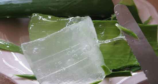 آلوورا و پوست و معجزه استفاده از ماسک آلوورا برای زیبایی و جوانی پوست صورت آلوورا و پوست ؛ معجزه استفاده از ماسک آلوورا برای زیبایی و جوانی پوست صورت