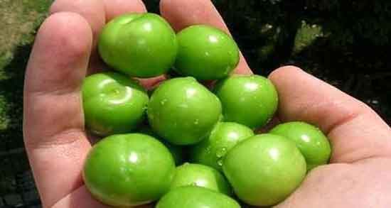 آلوچه سبز برای کلیه و فواید و مضرات خوردن آلوچه سبز برای بیماران کلیوی آلوچه سبز برای کلیه ؛ فواید و مضرات خوردن آلوچه سبز برای بیماران کلیوی