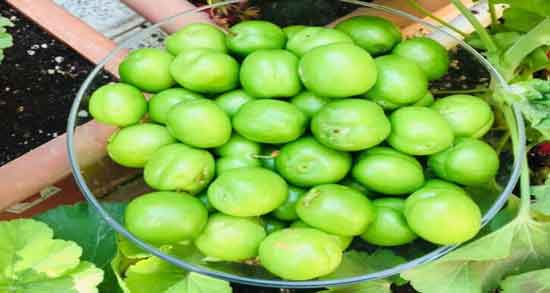 آلوچه سبز در شیردهی و بررسی خواص و مضرات خوردن آلوچه سبز برای شیر مادر آلوچه سبز در شیردهی ؛ بررسی خواص و مضرات خوردن آلوچه سبز برای شیر مادر