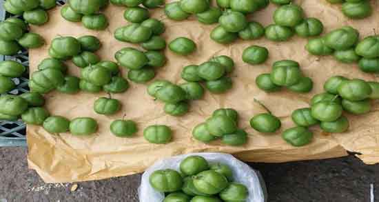 آلوچه سبز سرد یا گرم و طبع آلوچه سبز چگونه است آلوچه سبز سرد یا گرم ؛ طبع آلوچه سبز چگونه است