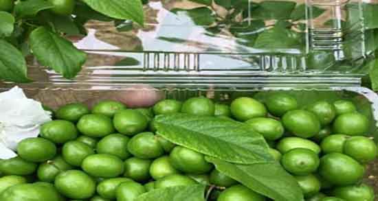 آلوچه سبز و لاغری و تاثیر خوردن آلوچه سبز برای کاهش وزن و لاغری آلوچه سبز و لاغری ؛ تاثیر خوردن آلوچه سبز برای کاهش وزن و لاغری