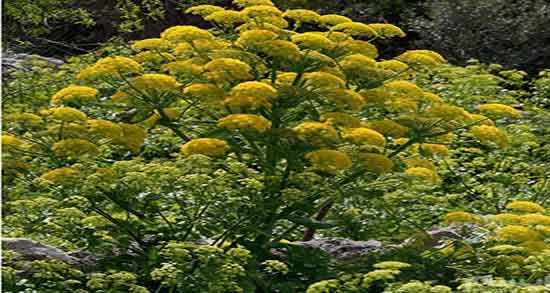 آنغوزه برای سنگ کلیه و درمان سنگ کلیه بزرگ با مصرف انغوزه آنغوزه برای سنگ کلیه ؛ درمان سنگ کلیه بزرگ با مصرف انغوزه