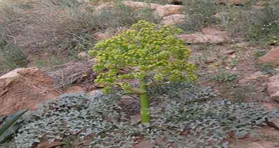 آنغوزه برای سیاتیک و خواص مصرف انغوزه برای درمان سیاتیک آنغوزه برای سیاتیک ؛ خواص مصرف انغوزه برای درمان سیاتیک