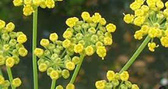 آنغوزه برای فشار خون و درمان فشار خون بالا با مصرف انغوزه شیرین آنغوزه برای فشار خون ؛ درمان فشار خون بالا با مصرف انغوزه شیرین