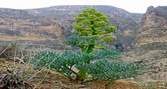 آنغوزه برای لاغری و ایا مصرف انغوزه برای لاغری بدن خوب است آنغوزه برای لاغری ؛ ایا مصرف انغوزه برای لاغری بدن خوب است