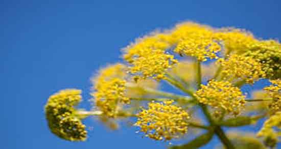 آنغوزه برای چاقی و گیاه انغوزه اشتها آور برای چاق کننده صورت و بدن آنغوزه برای چاقی ؛ گیاه انغوزه اشتها آور برای چاق کننده صورت و بدن