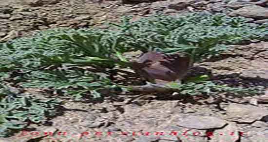 آنغوزه برای چی خوب است و ایا آنغوزه برای زخم معده خوب است آنغوزه برای چی خوب است ؛ ایا آنغوزه برای زخم معده خوب است