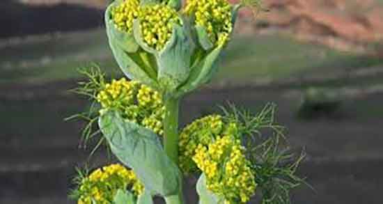 آنغوزه در بارداری و خاصیت مصرف انغوزه در دوران بارداری چیست آنغوزه در بارداری ؛ خاصیت مصرف انغوزه در دوران بارداری چیست