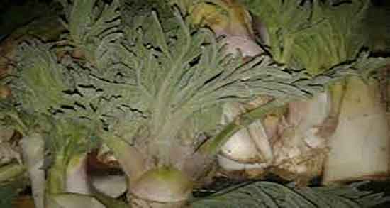 آنغوزه در طب سنتی و خاصیت مصرف انغوزه از نظر طب سنتی چیست آنغوزه در طب سنتی ؛ خاصیت مصرف انغوزه از نظر طب سنتی چیست