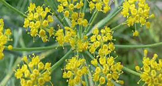 آنغوزه و قاعدگی و انغوزه برای درمان عقب افتادن قاعدگی در زنان آنغوزه و قاعدگی ؛ انغوزه برای درمان عقب افتادن قاعدگی در زنان