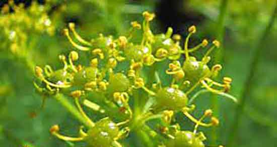 آنغوزه و لاغری و ایا مصرف انغوزه برای لاغری بدن مفید است یا نه آنغوزه و لاغری ؛ ایا مصرف انغوزه برای لاغری بدن مفید است یا نه