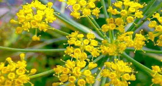 آنغوزه چیست و انغوزه چیست و پرورش ان برای چه چیزی خوب است آنغوزه چیست ؛ انغوزه چیست و پرورش ان برای چه چیزی خوب است