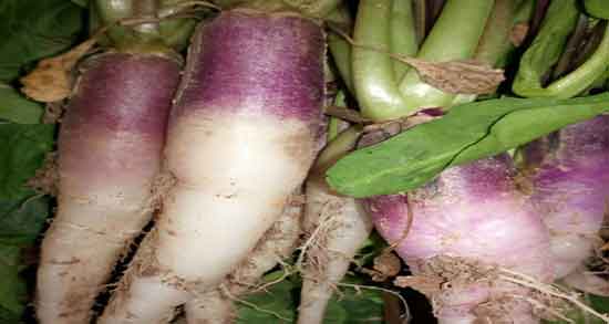 آیا برگ ترب سفید خوراکی است و ایا برگ ترب سفید خوردنی است آیا برگ ترب سفید خوراکی است ؛ ایا برگ ترب سفید خوردنی است