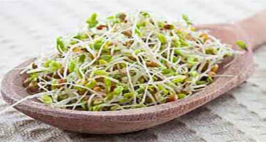 آیا جوانه لوبیا سمی است ؛ ایا جوانه لوبیای چشم بلبلی سمی است آیا جوانه لوبیا سمی است ؛ ایا جوانه لوبیای چشم بلبلی سمی است