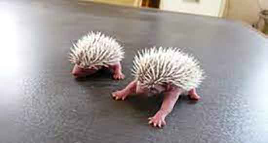 آیا جوجه تیغی نجس است و ایا جوجه تیغی برای مسلمان نجس است آیا جوجه تیغی نجس است ؛ ایا جوجه تیغی برای مسلمان نجس است