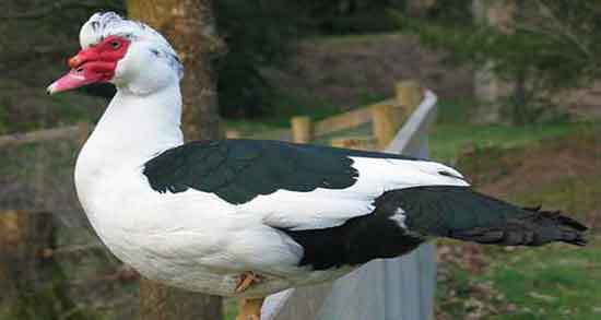 آیا گوشت اردک حلال است و ایا گوشت اردک در دین اسلام حلال است آیا گوشت اردک حلال است ؛ ایا گوشت اردک در دین اسلام حلال است