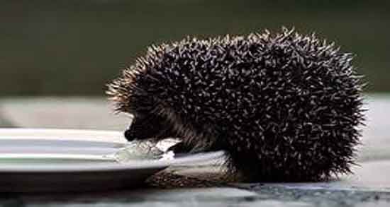 آیا گوشت جوج تیغی حرام است و حلال یا حرام بودن گوشت جوجه تیغی آیا گوشت جوج تیغی حرام است ؛ حلال یا حرام بودن گوشت جوجه تیغی