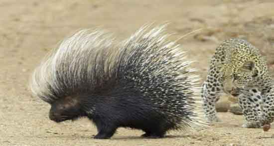 آیا گوشت جوجه تیغی حلال است و گوشت جوجه تیغی حلال است یا حرام آیا گوشت جوج تیغی حلال است ؛ گوشت جوجه تیغی حلال است یا حرام