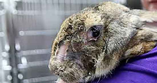 آیا گوشت خرگوش حرام است ؛ حکم گوشت خرگوش از نظر دین اسلام آیا گوشت خرگوش حرام است ؛ حکم گوشت خرگوش از نظر دین اسلام