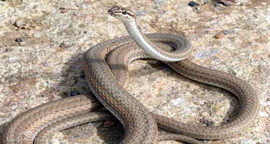 آیا گوشت مار حلال است و حکم خوردن گوشت مار در دین اسلام چیست؟ آیا گوشت مار حلال است ؛ حکم خوردن گوشت مار در دین اسلام چیست؟