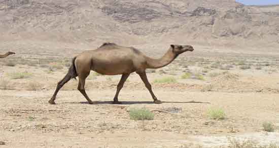 ادرار شتر برای تنگی نفس ؛ بهترین روش برای درمان تنگی نفس با مصرف ادرار شتر ادرار شتر برای تنگی نفس ؛ بهترین روش برای درمان تنگی نفس با مصرف ادرار شتر