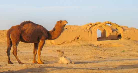 ادرار شتر برای درمان ؛ خواص دارویی و درمانی ادرار شتر برای سلامتی ادرار شتر برای درمان ؛ خواص دارویی و درمانی ادرار شتر برای سلامتی