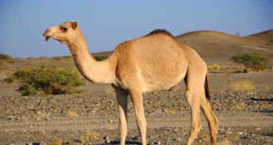 ادرار شتر برای ریه ؛ درمان بیماری های ریه با مصرف ادرار شتر ادرار شتر برای ریه ؛ درمان بیماری های ریه با مصرف ادرار شتر