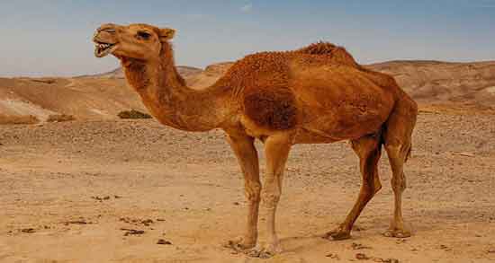 ادرار شتر برای سرطان ؛ خواص ضد سرطانی مصرف ادرار شتر ادرار شتر برای سرطان ؛ خواص ضد سرطانی مصرف ادرار شتر