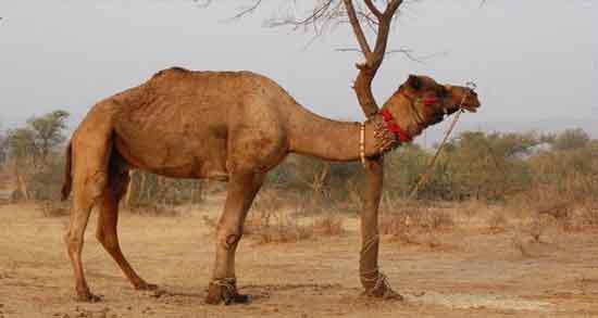 ادرار شتر برای چه درمانی است ؛ تاکید اسلام به مصرف ادرار شتر برای درمان بیماری ها ادرار شتر برای چه درمانی است ؛ تاکید اسلام به مصرف ادرار شتر برای درمان بیماری ها