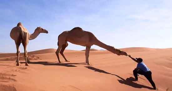 ادرار شتر برای چی خوب است ؛ آشنایی با خاصیت درمانی ادرار شتر ادرار شتر برای چی خوب است ؛ آشنایی با خاصیت درمانی ادرار شتر