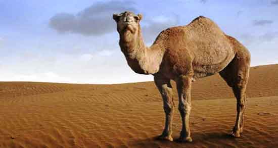 ادرار شتر در احادیث و در کدام احادیث خواص ادرار شتر ذکر شده است ادرار شتر در احادیث ؛ در کدام احادیث خواص ادرار شتر ذکر شده است