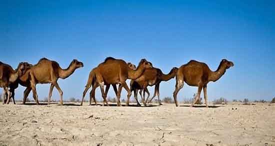 ادرار شتر در اسلام و همه چیز درباره خواص و مضرات مصرف ادرار شتر ادرار شتر در اسلام ؛ همه چیز درباره خواص و مضرات مصرف ادرار شتر