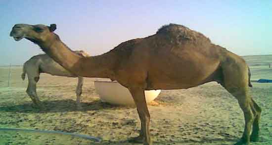 ادرار شتر در روایات ؛ خواص و فواید درمانی ادرار شتر ادرار شتر در روایات ؛ خواص و فواید درمانی ادرار شتر