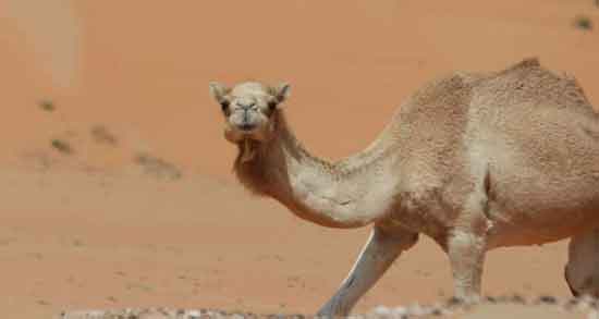 ادرار شتر در طب اسلامی ؛ تاکید به مصرف ادرار شتر از دیدگاه طب اسلامی ادرار شتر در طب اسلامی ؛ تاکید به مصرف ادرار شتر از دیدگاه طب اسلامی